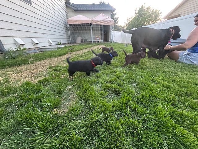 American Labrador Retriever Puppies breeder image 7