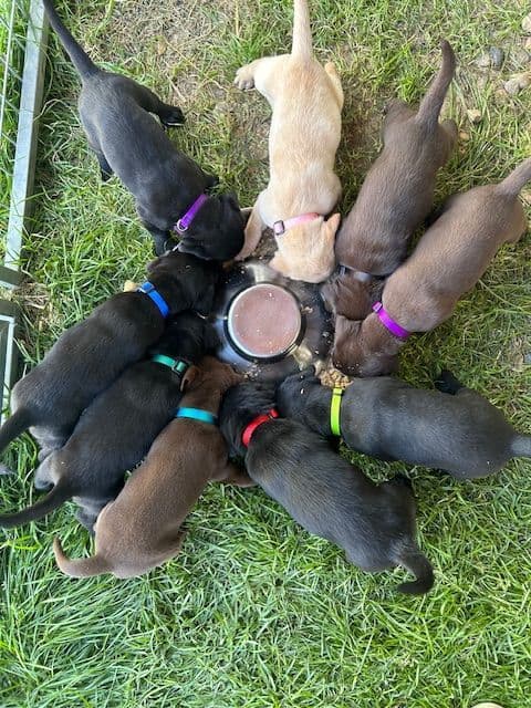 American Labrador Retriever Puppies breeder image 8
