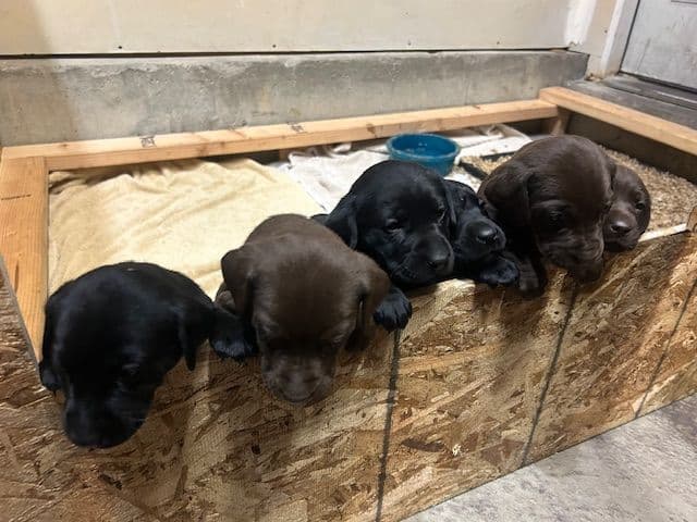 American Labrador Retriever Puppies breeder image 9