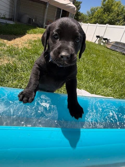 American Labrador Retriever Puppies media 2