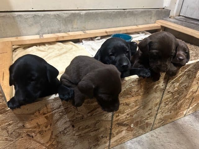 American Labrador Retriever Puppies media 4
