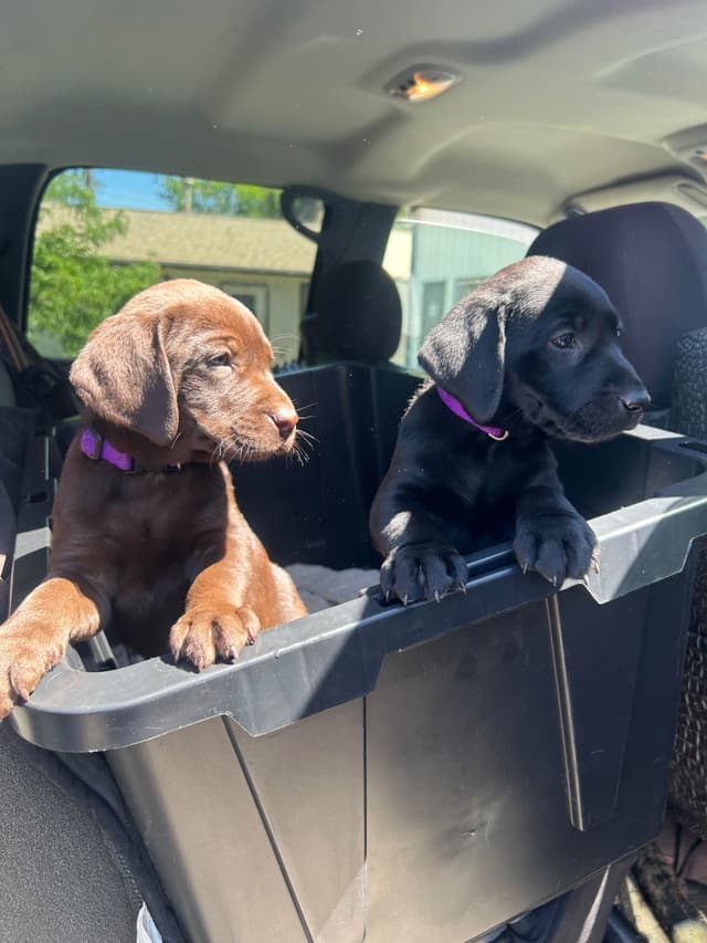 American Labrador Retriever Puppies media 3
