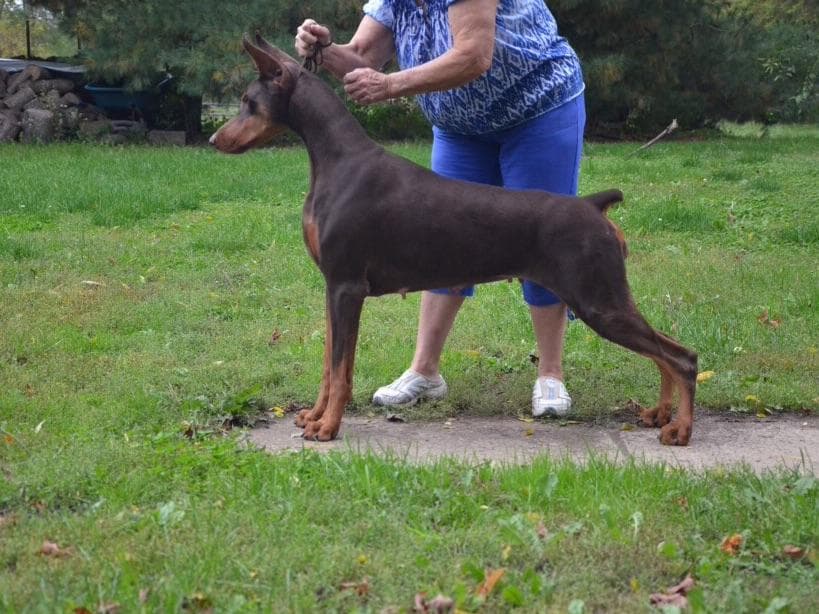 Doberman Pinscher Puppies breeder image 3