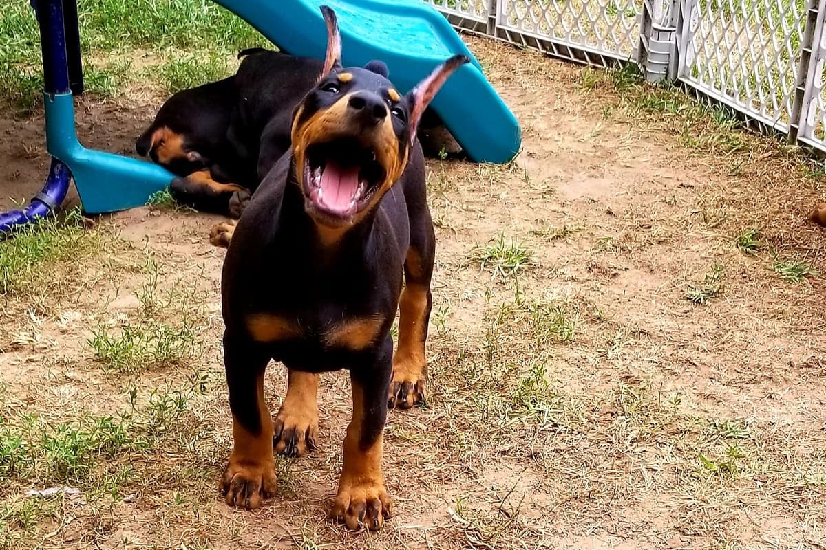Doberman Pinscher Puppies breeder image 4
