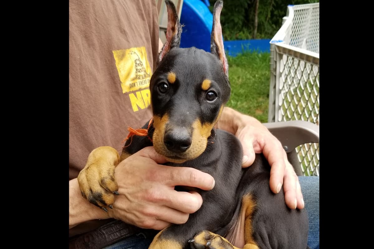 Doberman Pinscher Puppies breeder image 5