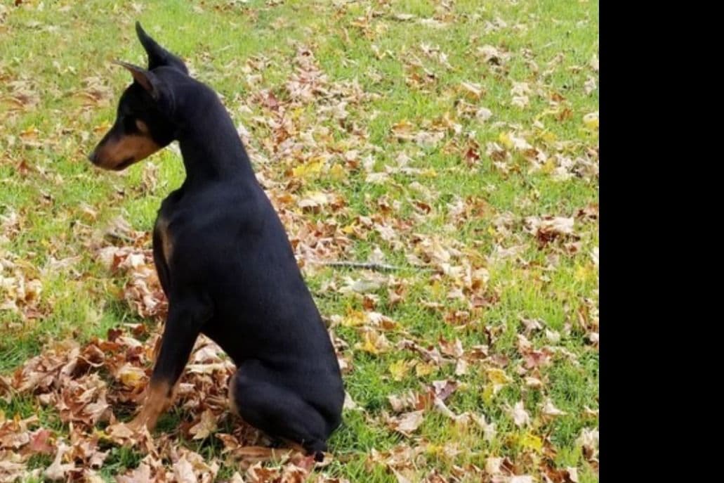 Doberman Pinscher Puppies breeder image 7
