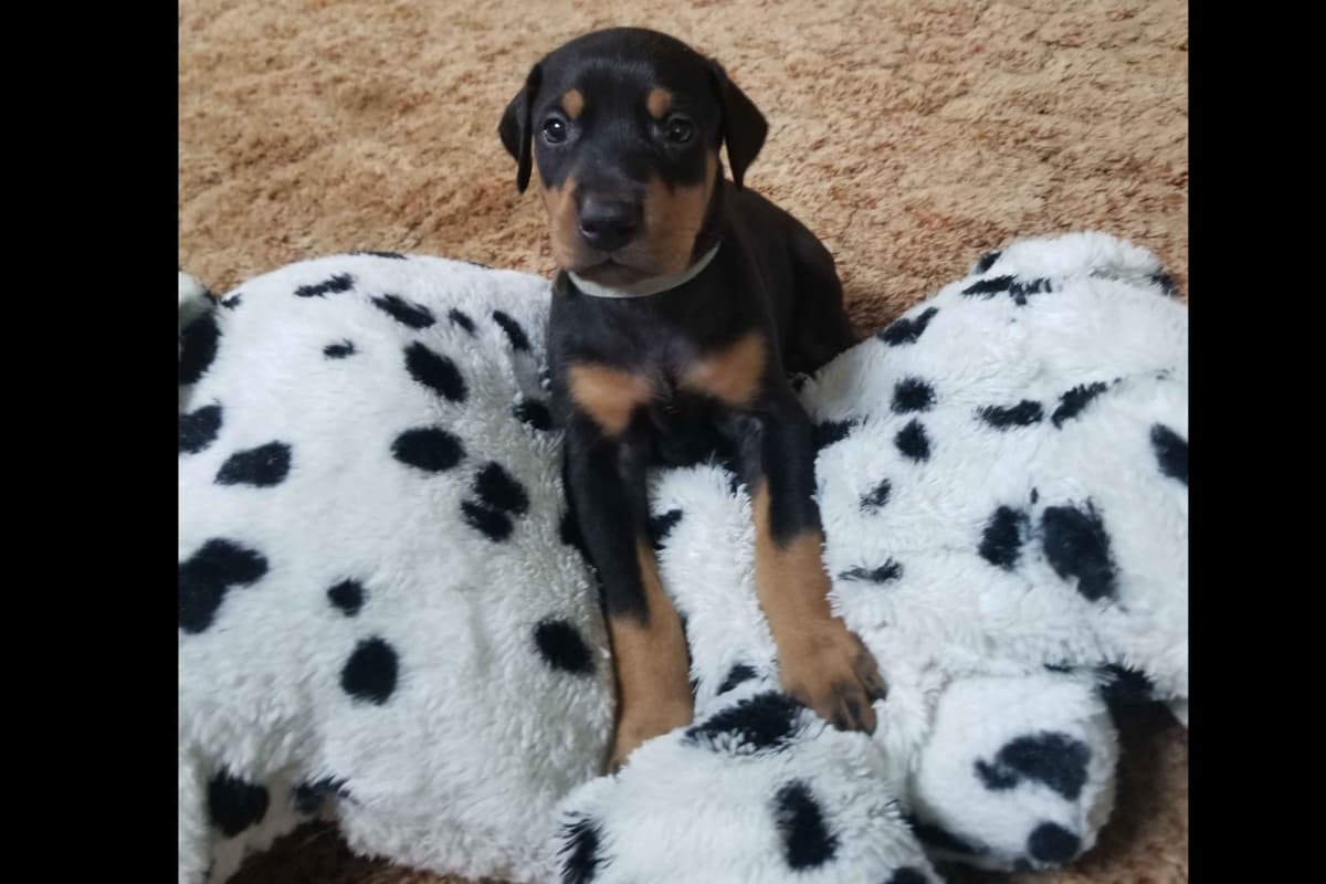 Doberman Pinscher Puppies breeder image 1