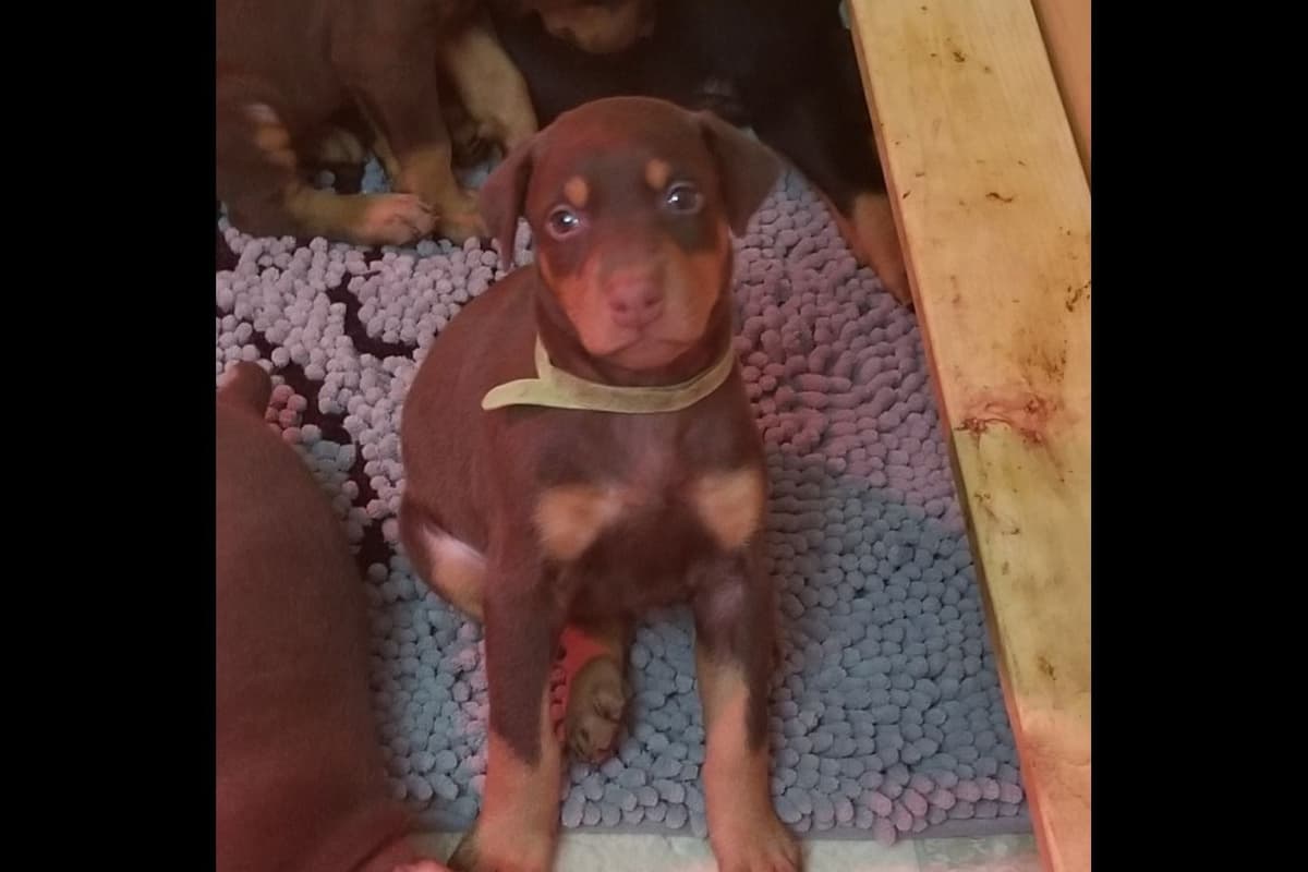 Doberman Pinscher Puppies breeder image 8