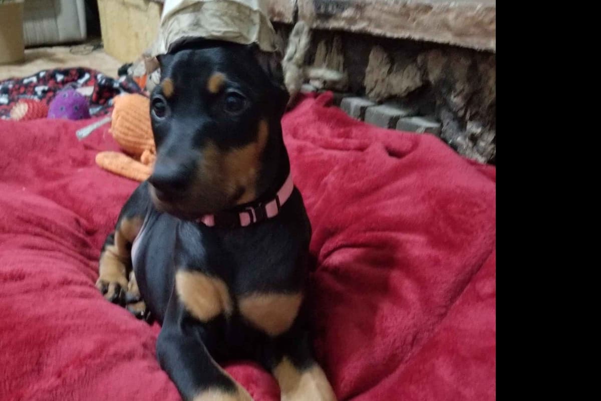 Doberman Pinscher Puppies breeder image 9