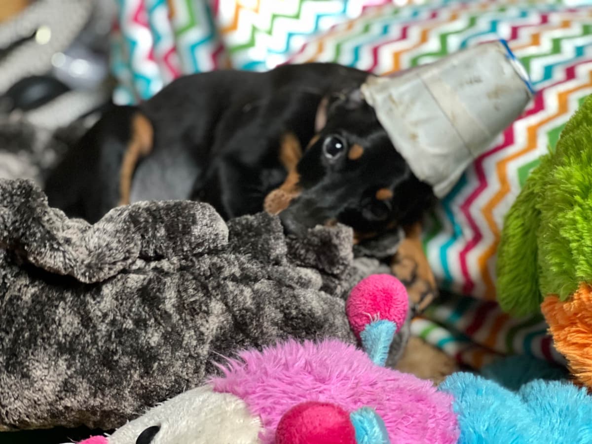 Doberman Pinscher Puppies breeder image 10