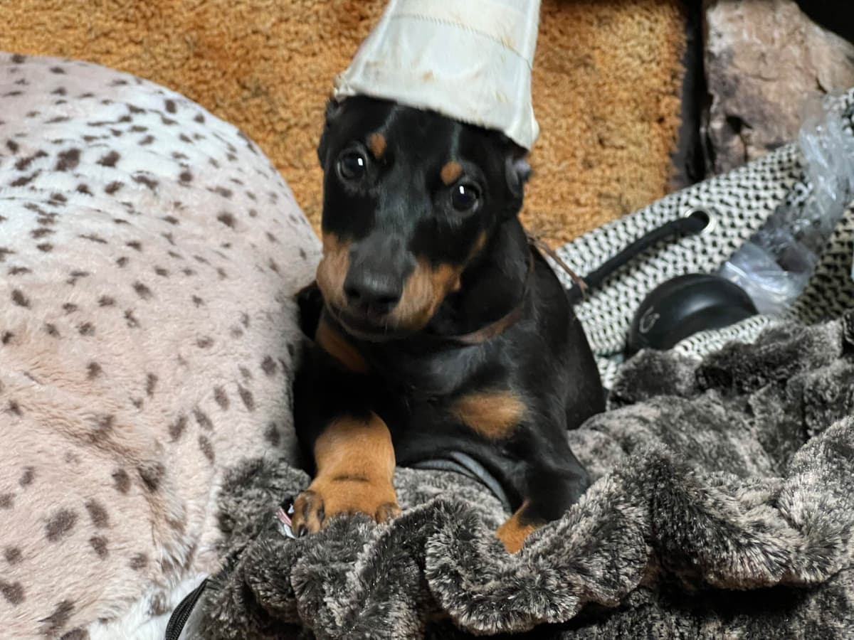 Doberman Pinscher Puppies breeder image 11