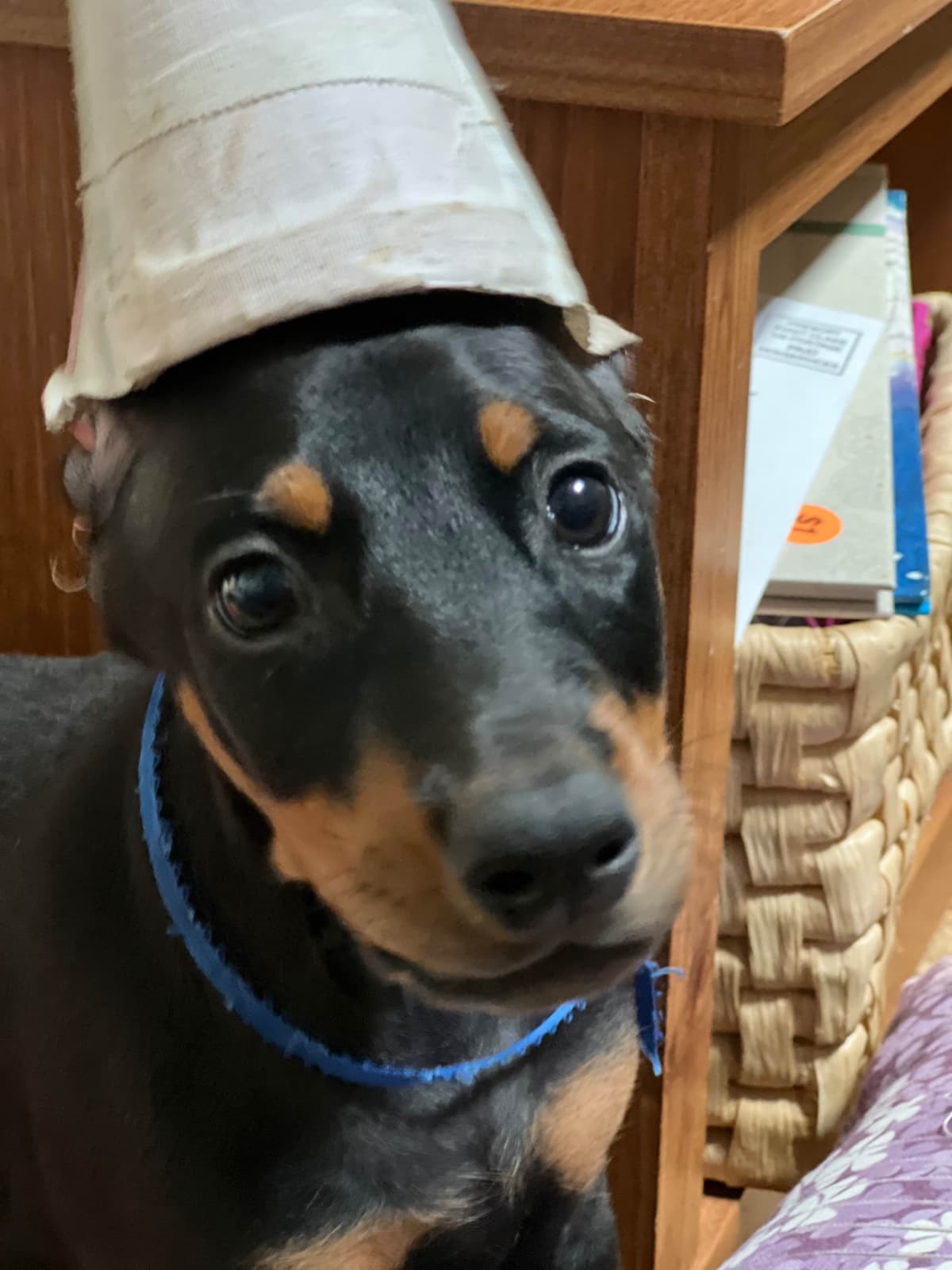 Doberman Pinscher Puppies breeder image 13