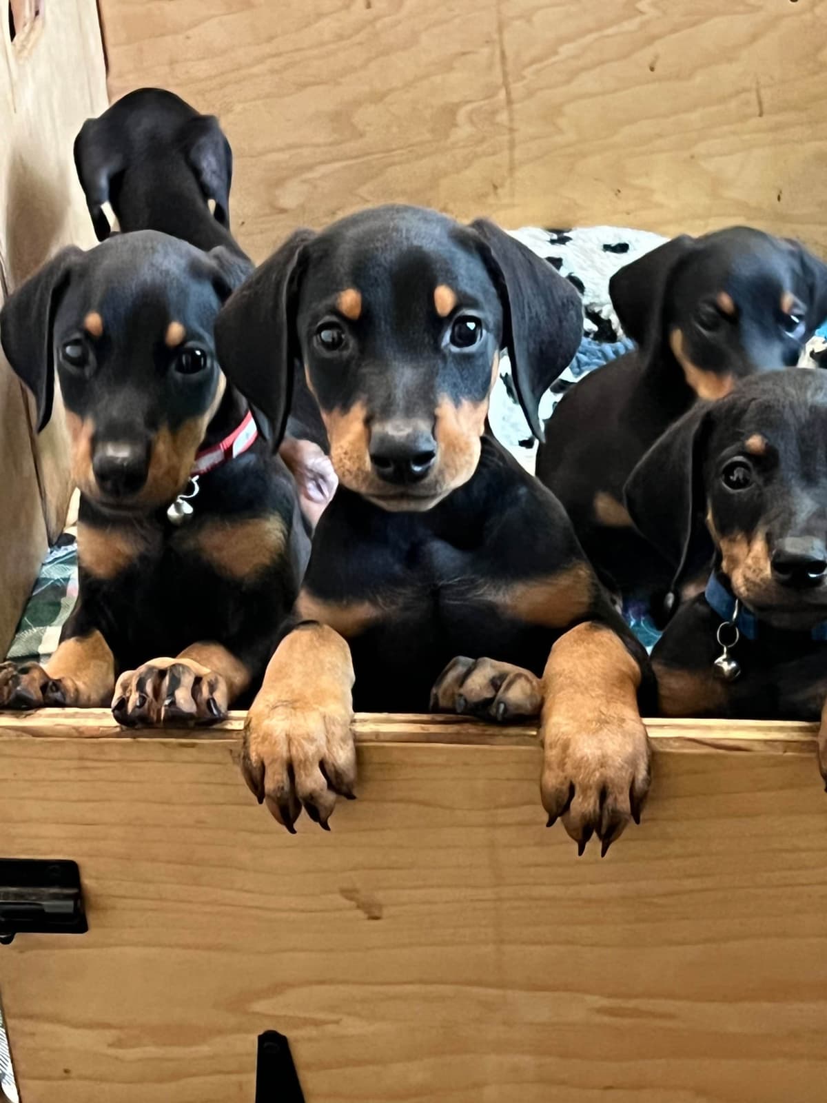Doberman Pinscher Puppies breeder image 12