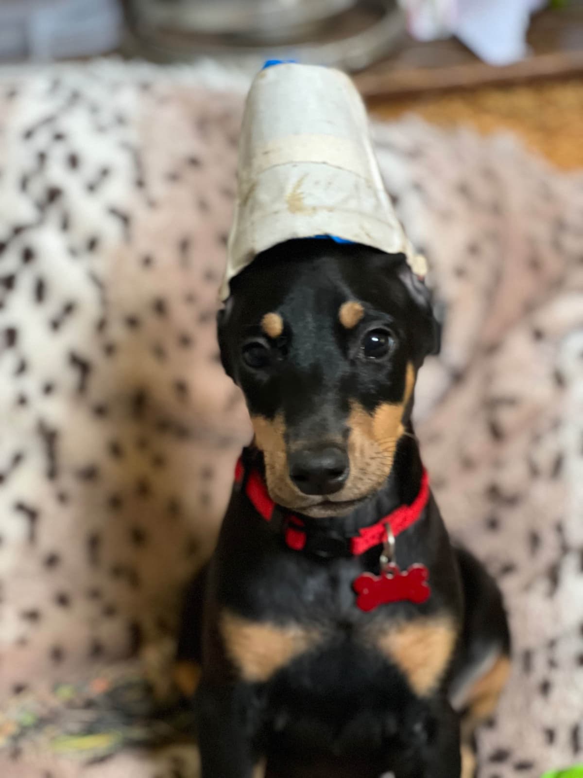 Doberman Pinscher Puppies breeder image 14