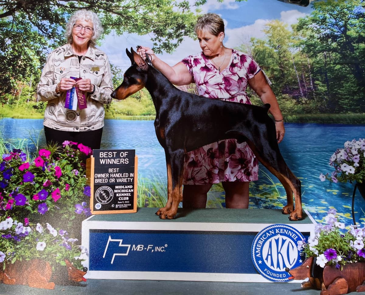 Doberman Pinscher Puppies breeder image 15