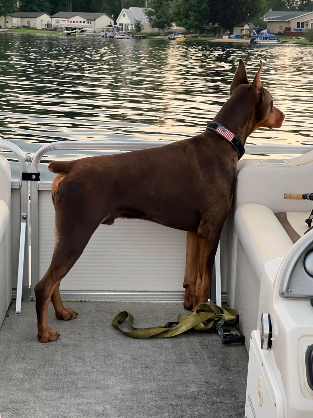 Doberman Pinscher Puppies breeder image 16
