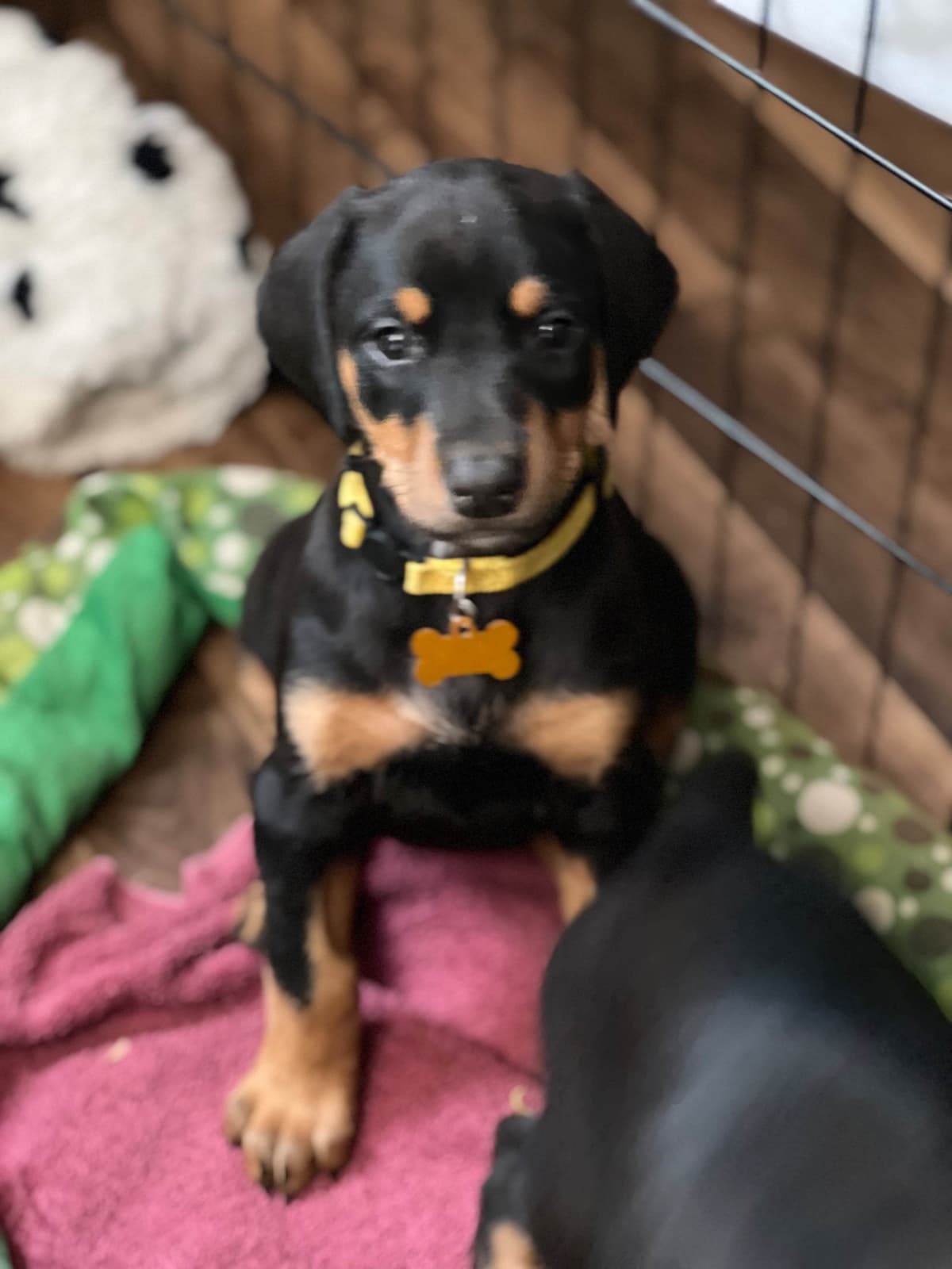 Doberman Pinscher Puppies breeder image 17