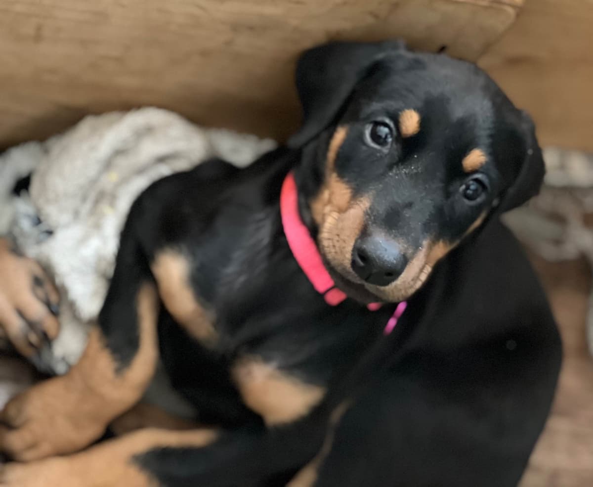 Doberman Pinscher Puppies breeder image 18
