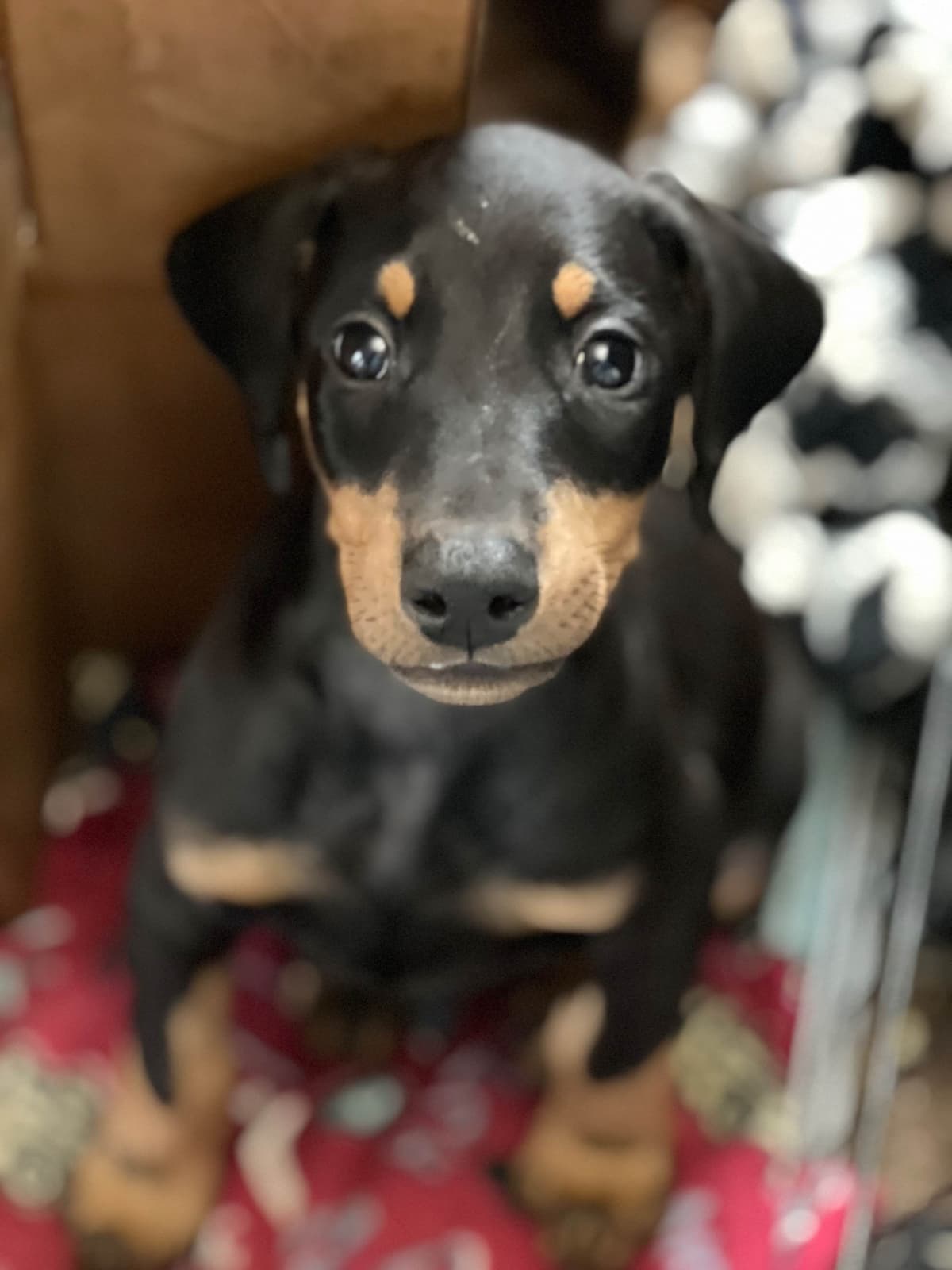 Doberman Pinscher Puppies breeder image 19