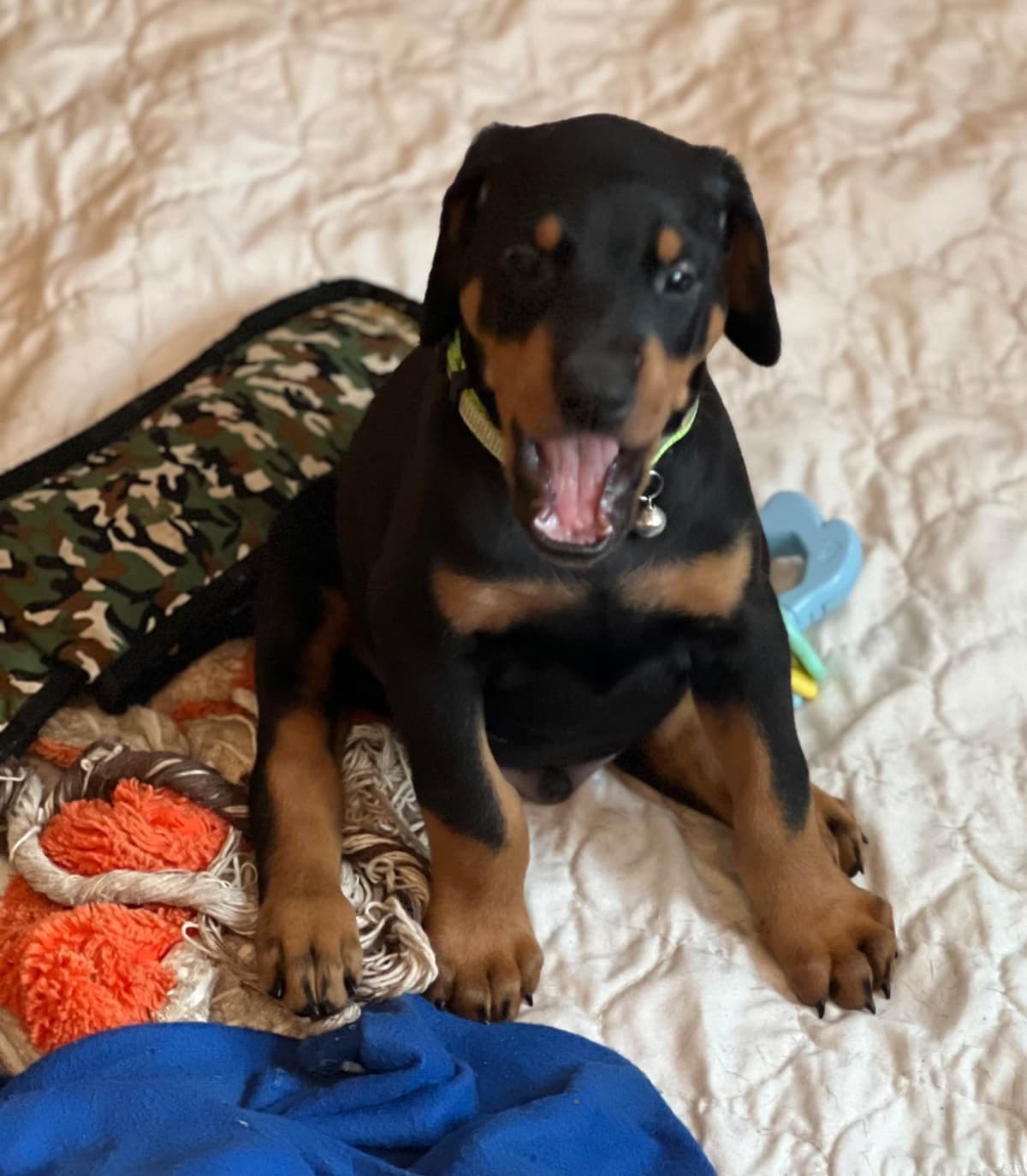 Doberman Pinscher Puppies breeder image 20