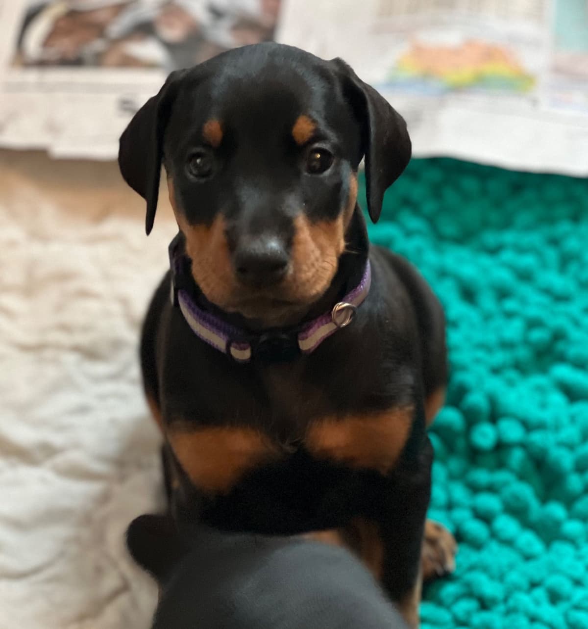 Doberman Pinscher Puppies breeder image 22