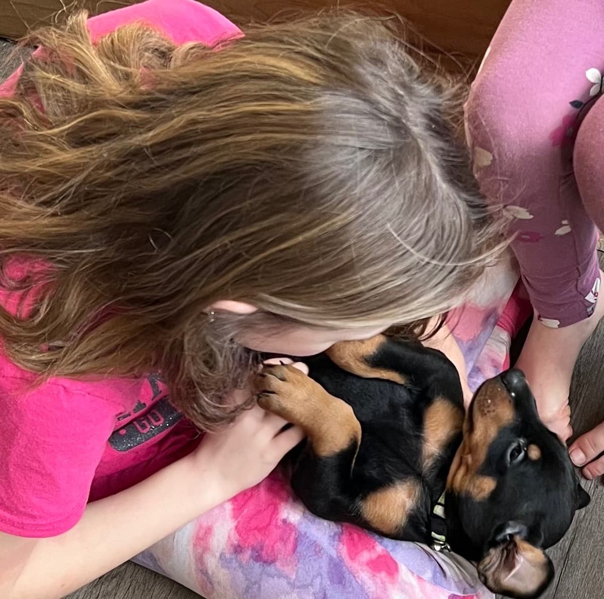 Doberman Pinscher Puppies breeder image 26