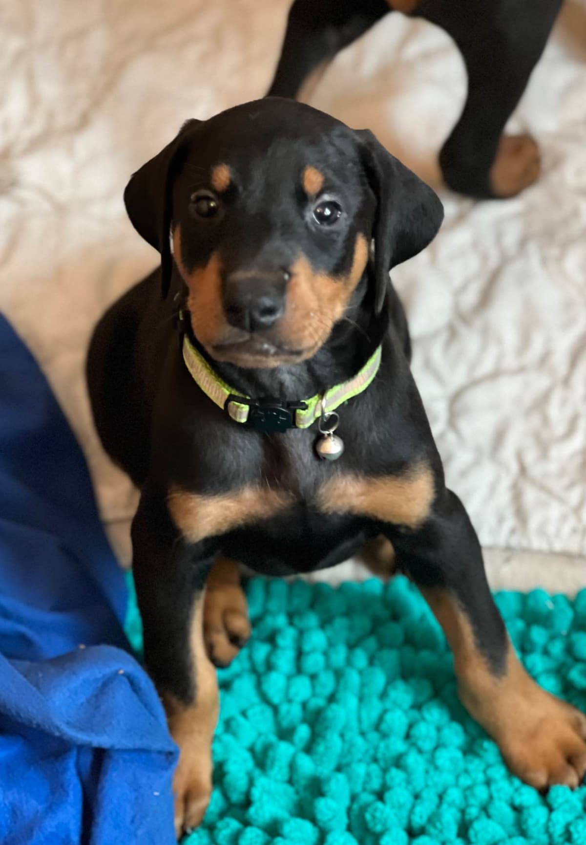 Doberman Pinscher Puppies breeder image 28