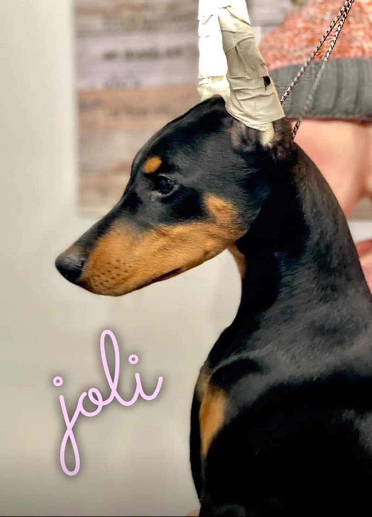 Doberman Pinscher Puppies breeder image 29