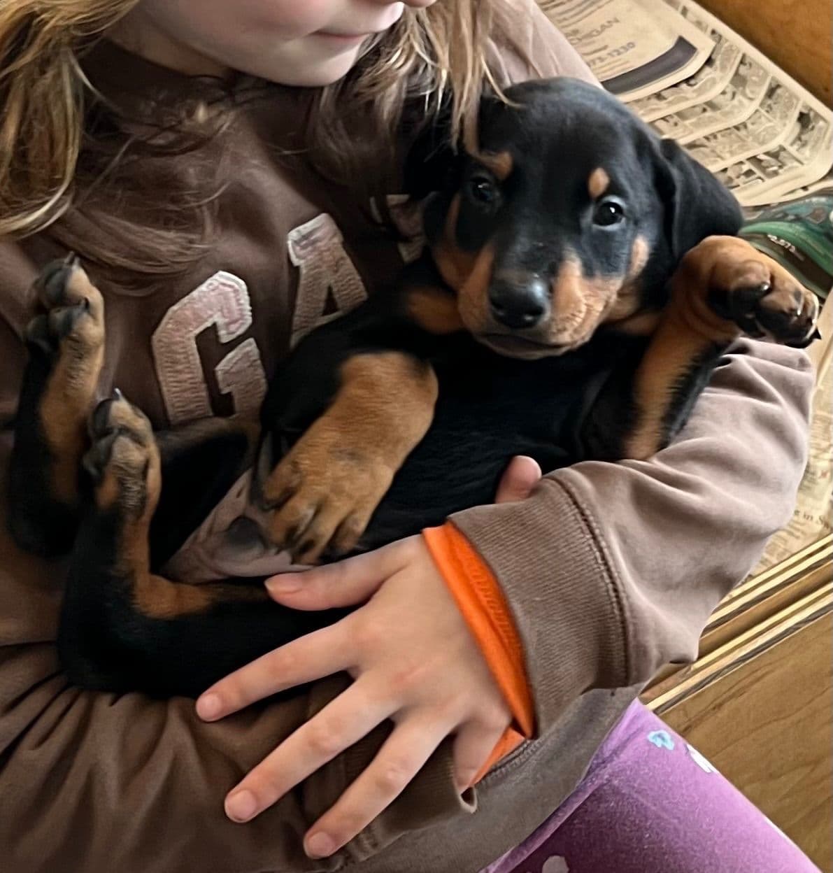 Doberman Pinscher Puppies breeder image 30
