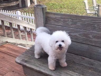 Bichon Frise Puppies breeder image 2