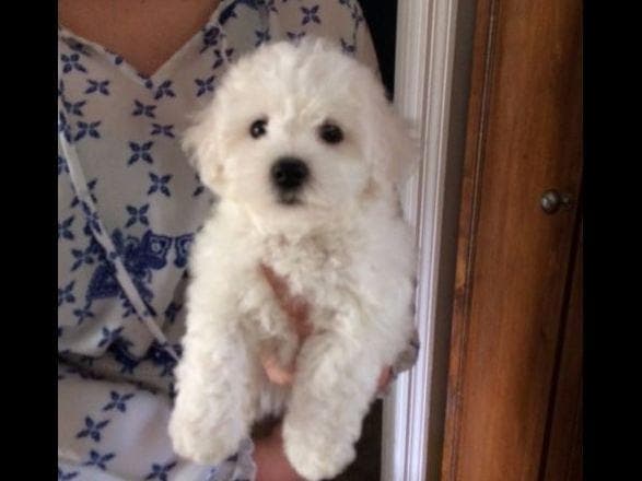 Bichon Frise Puppies breeder image 3
