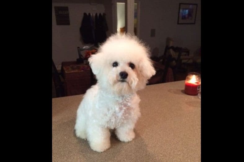 Bichon Frise Puppies breeder image 4