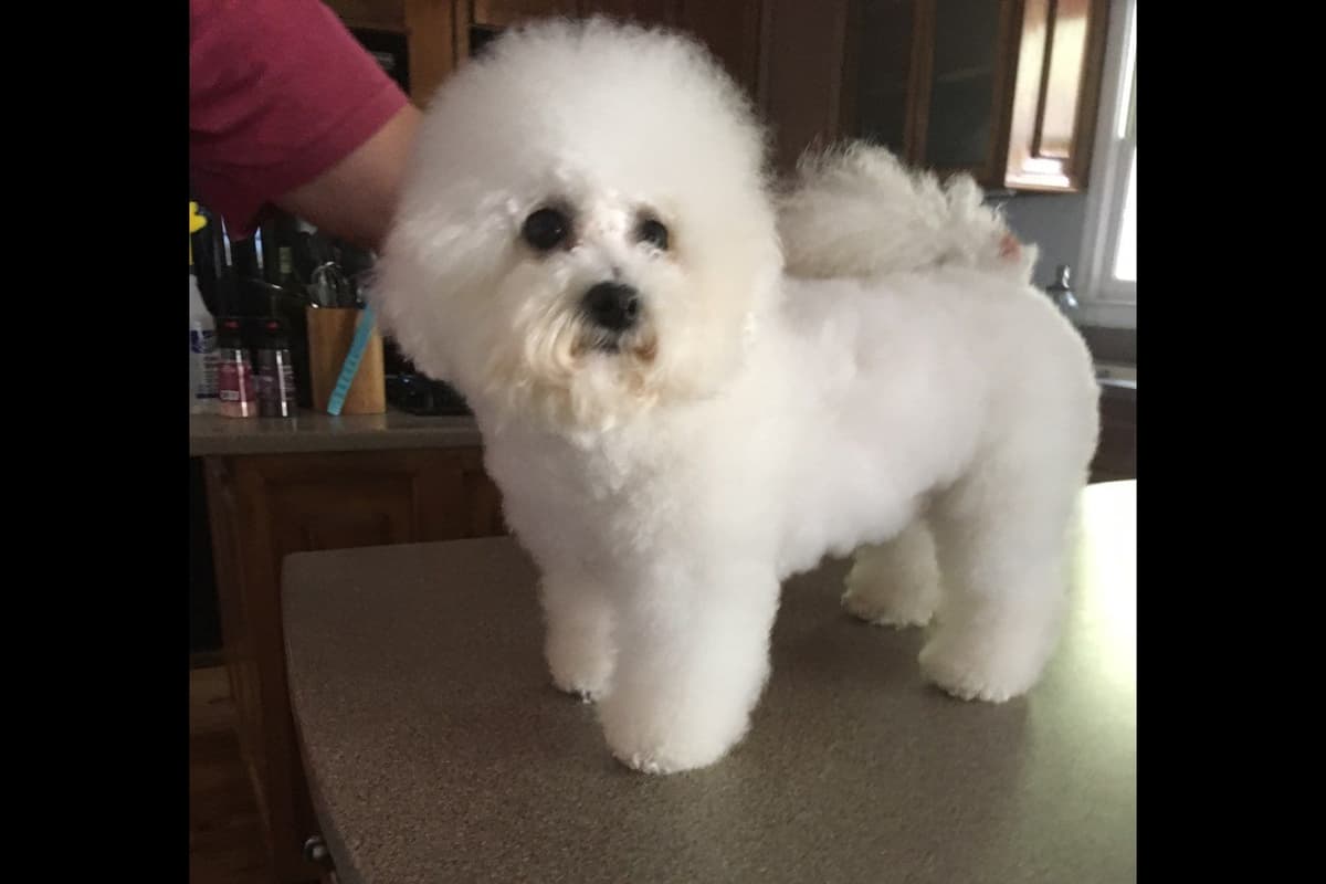 Bichon Frise Puppies breeder image 6