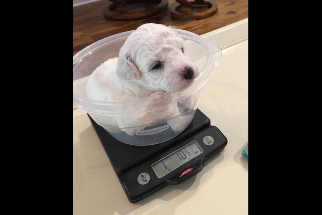 Bichon Frise Puppies breeder image 7
