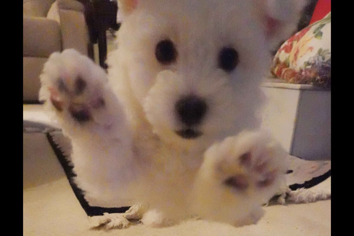 Bichon Frise Puppies breeder image 1