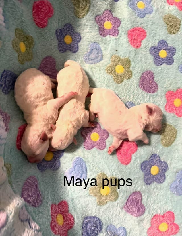 Bichon Frise Puppies media 3