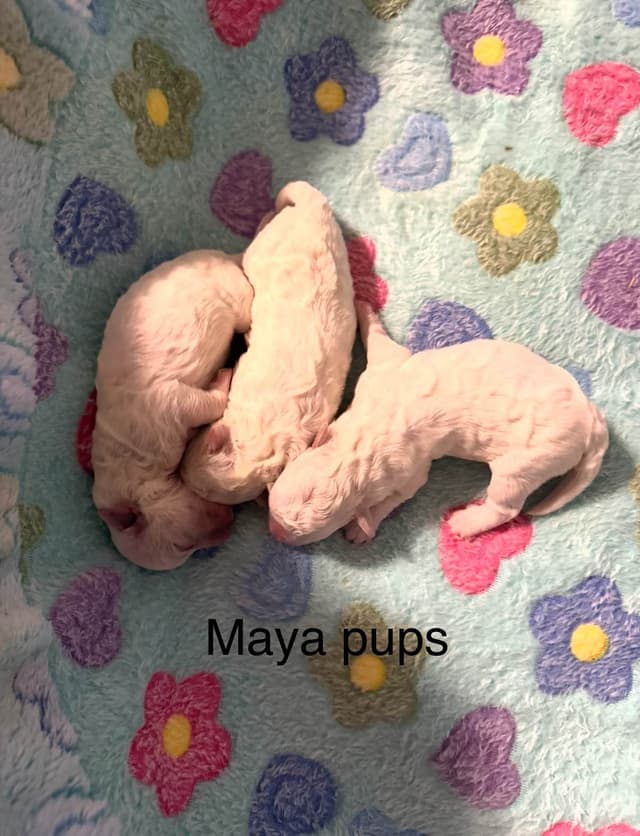 Bichon Frise Puppies media 4