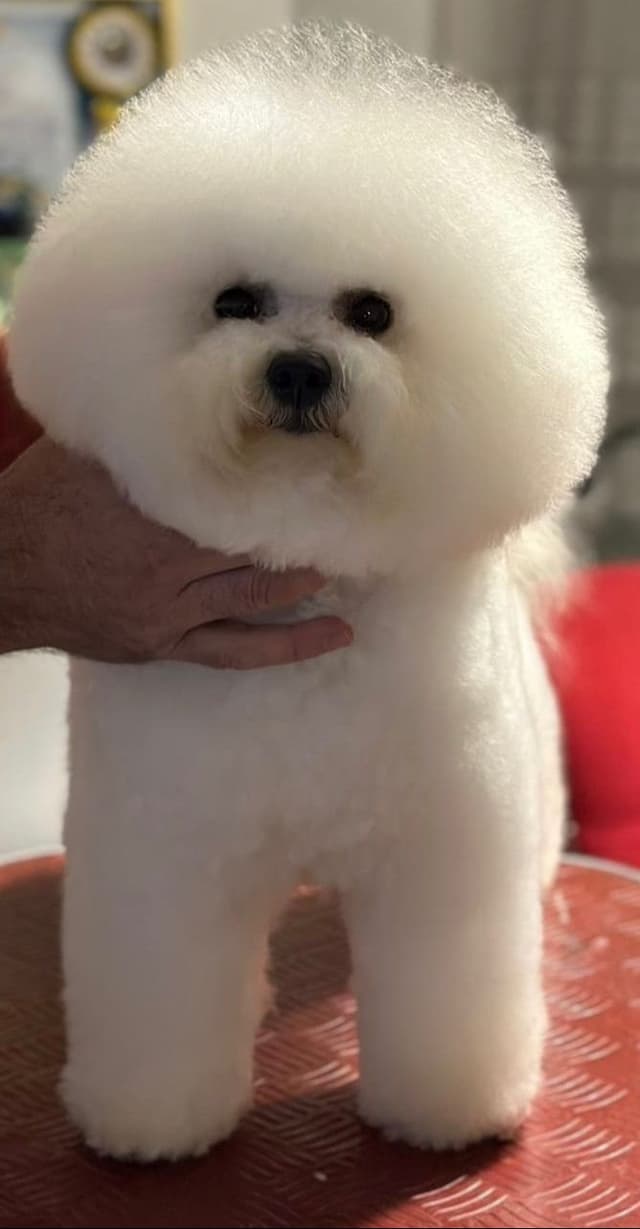 Bichon Frise Puppies media 2