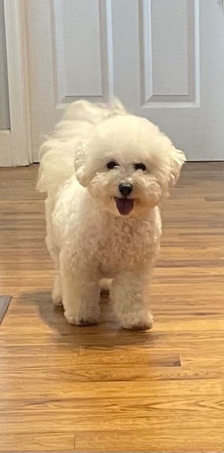 Bichon Frise Puppies media 2