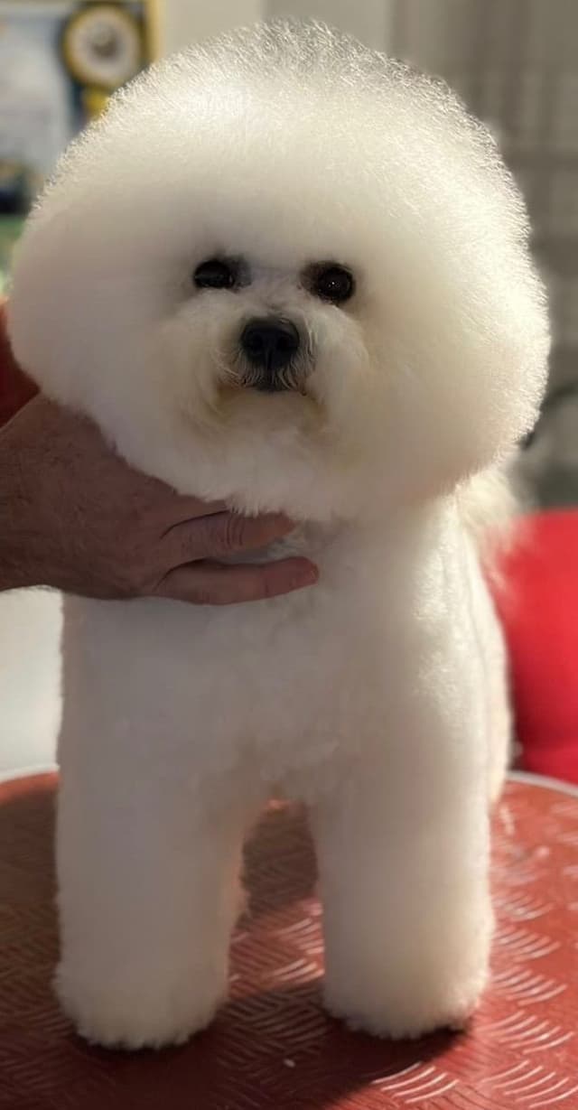 Bichon Frise Puppies media 4
