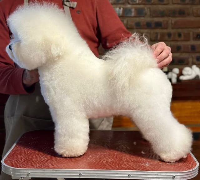 Bichon Frise Puppies media 2