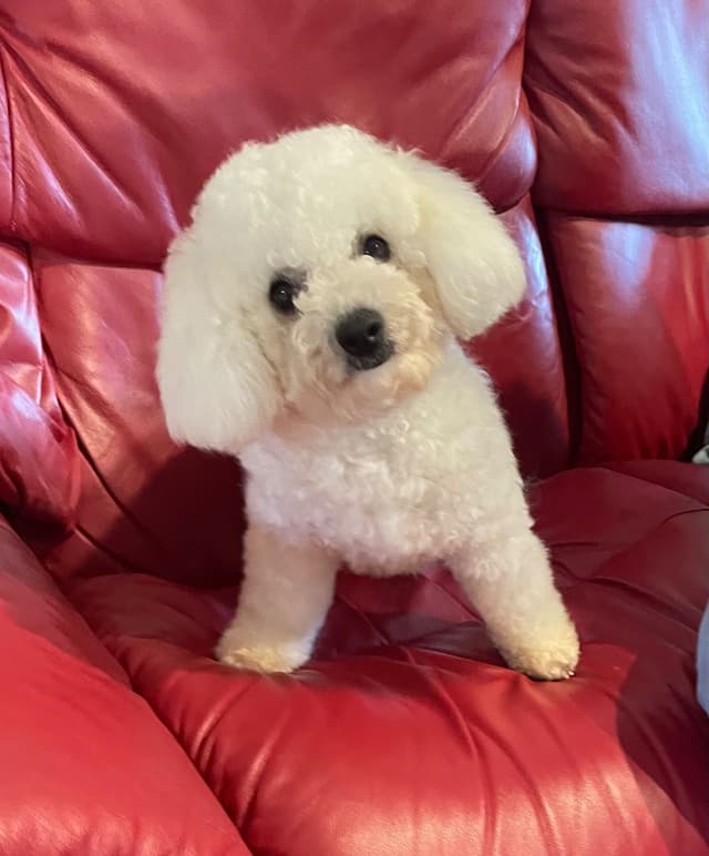 Bichon Frise Puppies media 3