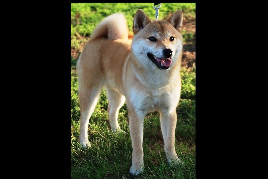 Shiba Inu Puppies breeder image 1