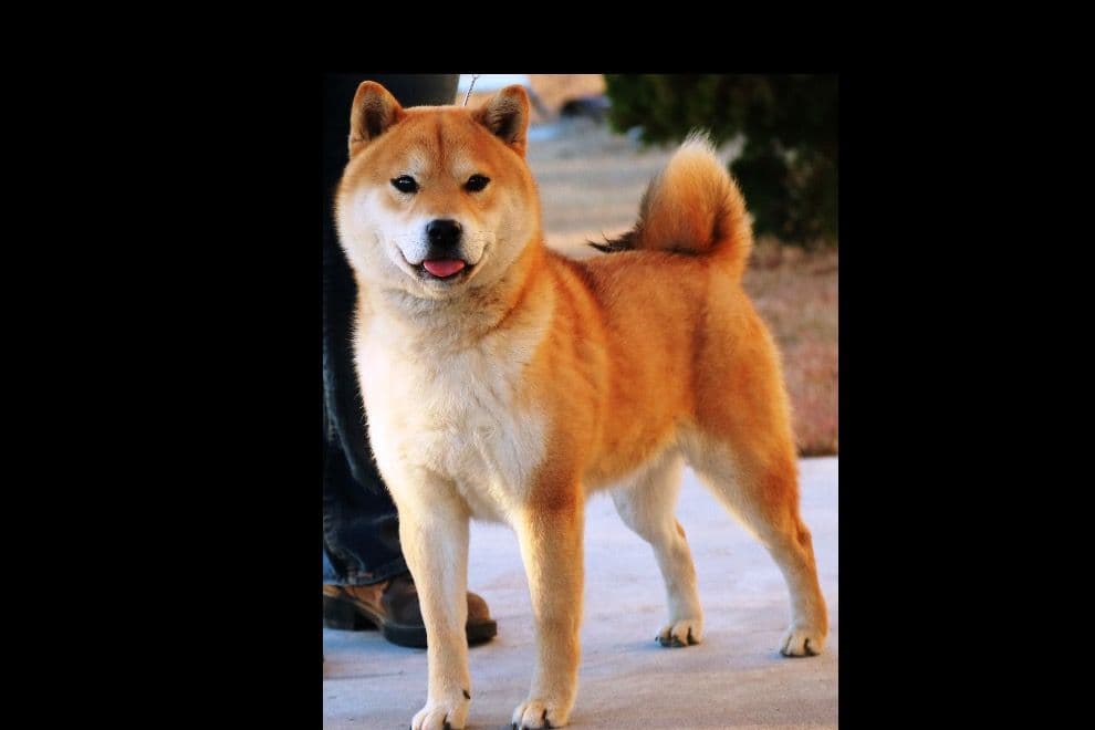 Shiba Inu Puppies breeder image 2