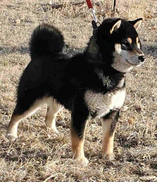 Shiba Inu Puppies breeder image 3