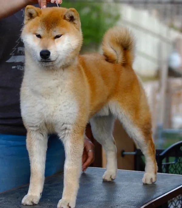 Shiba Inu Puppies breeder image 4