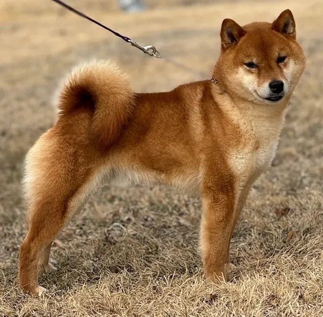 Shiba Inu Puppies breeder image 5