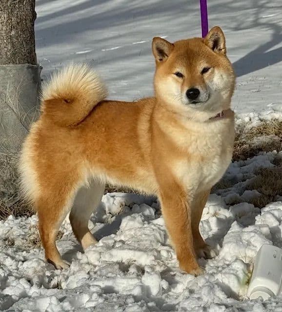 Shiba Inu Puppies breeder image 7