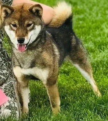 Shiba Inu Puppies breeder image 8