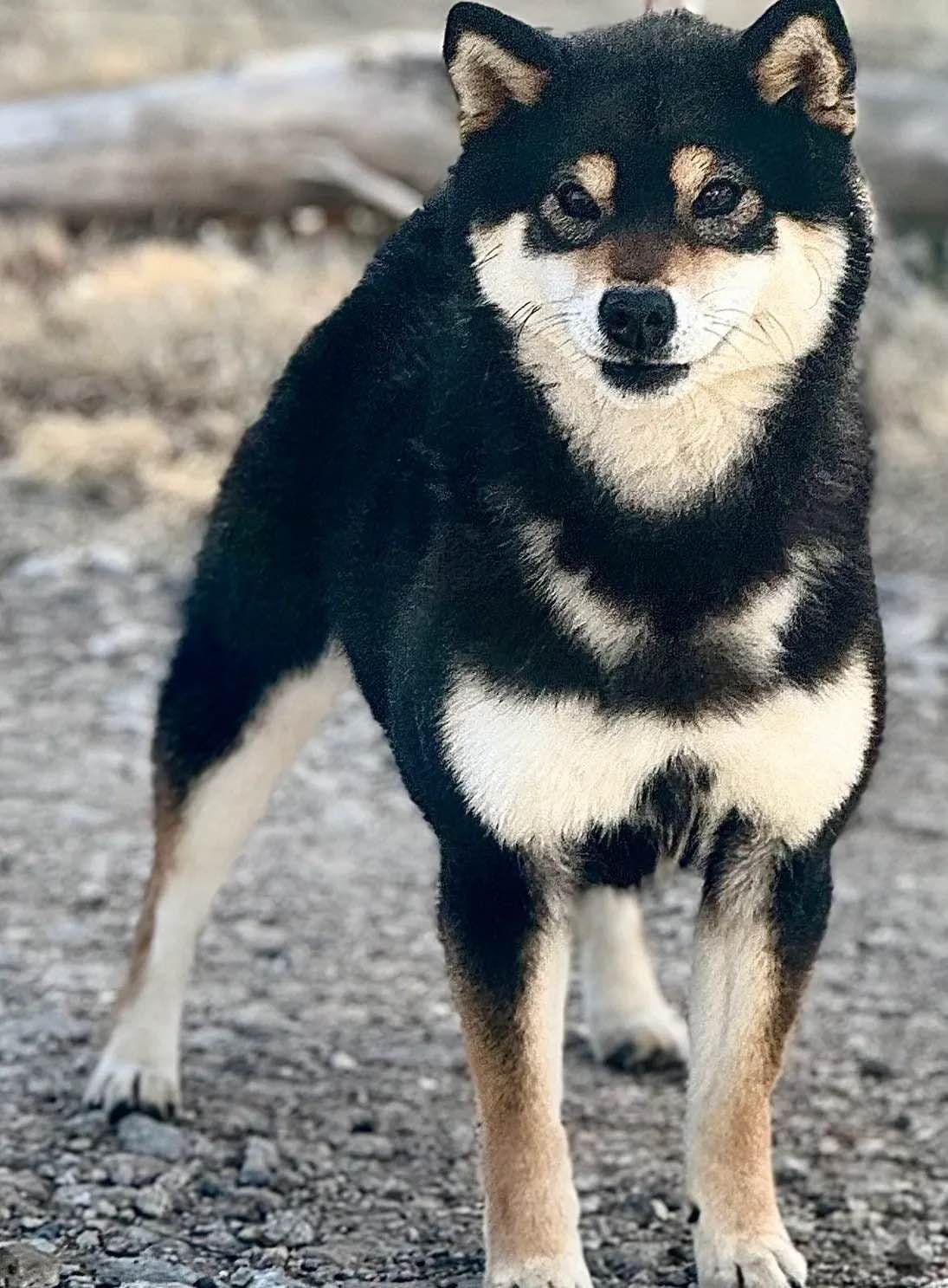 Shiba Inu Puppies breeder image 9